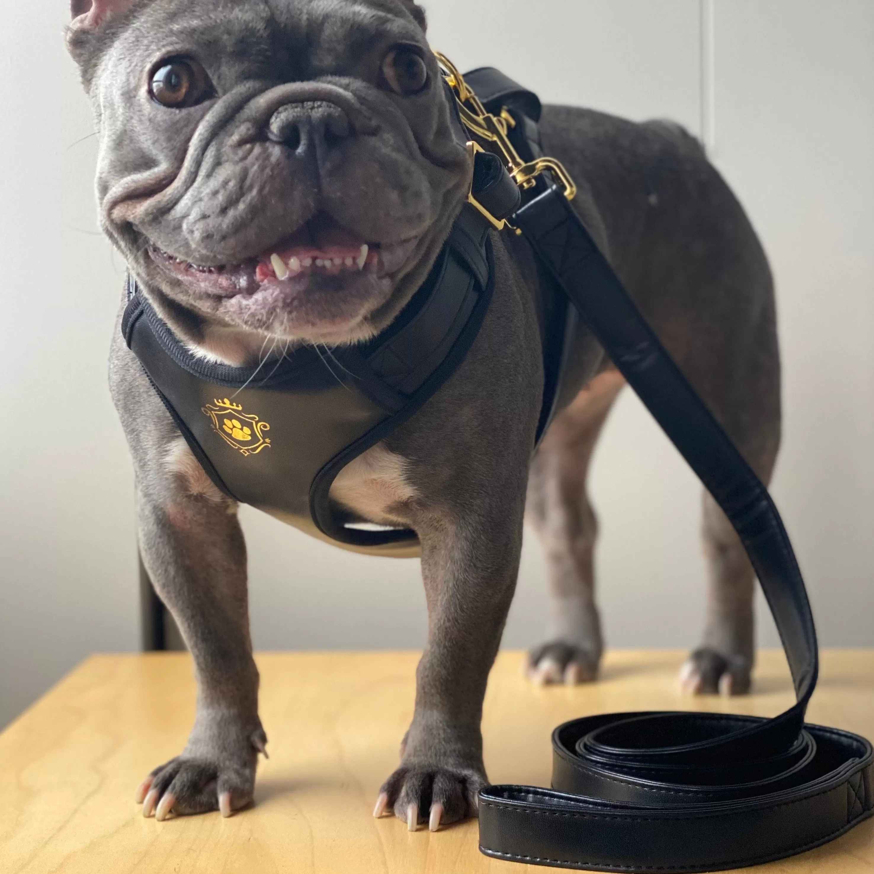 Dark Knight Gold Leash & Harness Set